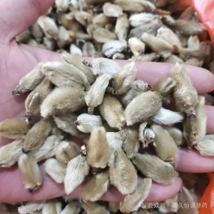 正值产新高峰，药材产新普跌已成主流，跌价药材持续增加！