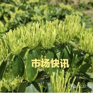 市场快讯：高人气品种黑胡椒行情再次上调，仙茅、桑螵蛸、苦参持续价坚，白术、黄芩等