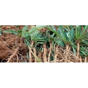 板蓝根种植产区延伸  新陈库存压力较大