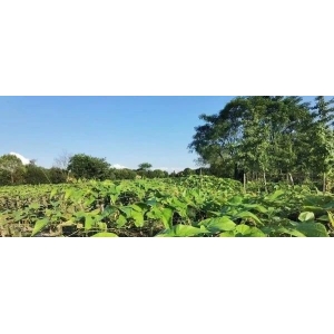 药财有道|东方神果罗汉果基本面见解