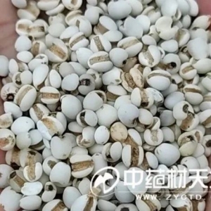 薏苡仁产新价低 商家投资热情暂不高