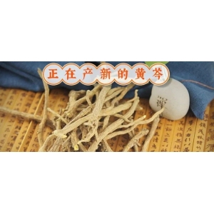 正在产新的黄芩