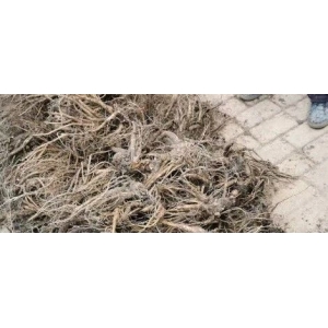 产新追踪：当归高价跌落 后市仍充满变数