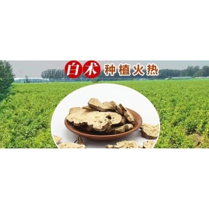 白术种植火热