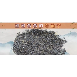 涨涨落落的车前子