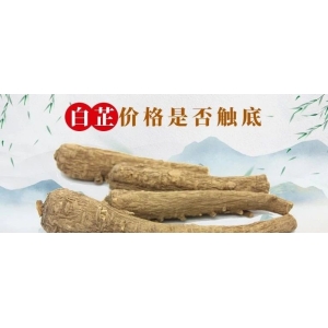 白芷价格是否触底