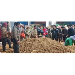 文山三七产业协会三七行情参考(2024年12月2日-12月8日)