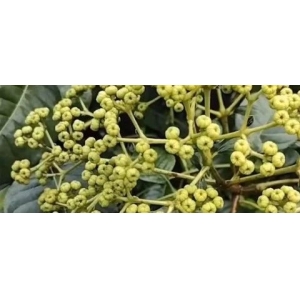 吴茱萸连续三年减产 何时迎来转机？