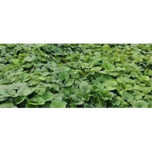 款冬花产新后行情断崖式下滑