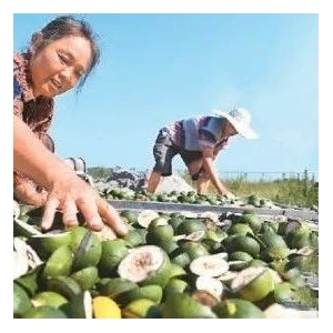 每日推荐|产地资讯聚焦(12.17)