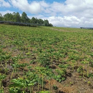 药财有道|云南主要道地中药材2025年走势展望（上）