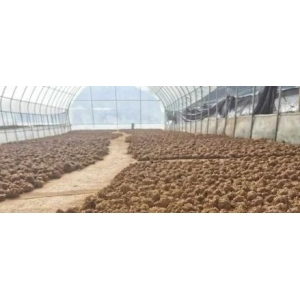 药财有道|云南主要道地中药材2025年走势展望(下)