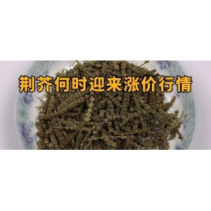 荆芥何时迎来涨价行情