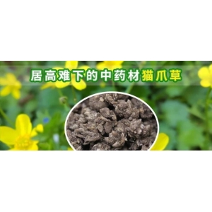 居高难下的中药材猫爪草