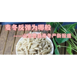麦冬反弹为哪般——山东曹县麦冬产新报道