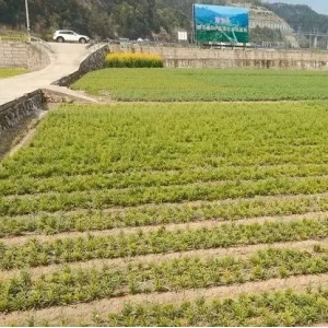 药财有道 | 浙贝母行情分析：从种苗之源洞悉未来走势
