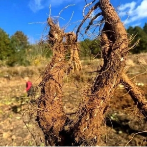 投稿资讯|云木香价格波动成因分析