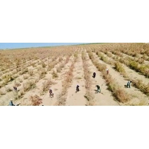 药财有道|浅析肉苁蓉之沙漠人参的崛起