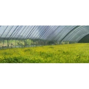 产新追踪：猫爪草行情断崖式下滑 后市将会作何走向？