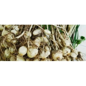 薤白新货产量减少  后期行情如何走向？