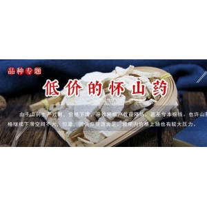 品种专题——低价的怀山药