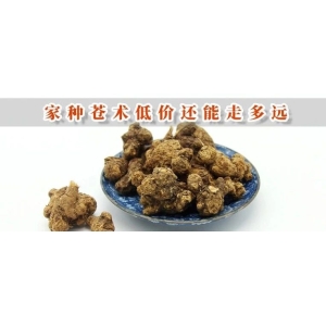 家种苍术低价还能走多远