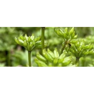 石柱黄连～半月谈