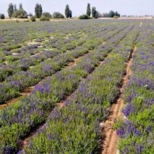 《中药生产监督管理专门规定》落地，对中药材行业有什么影响？