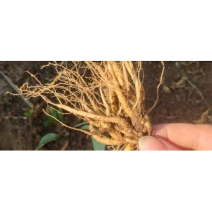 安国药市7月点评：行情低迷人气弱  曙光仍需耐心等待