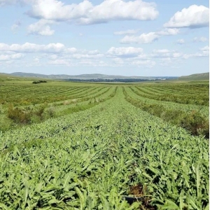 每日推荐|产地资讯聚焦（8.12）